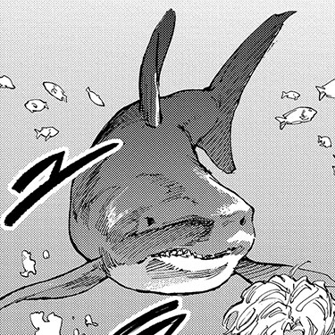 ホホジロサメ